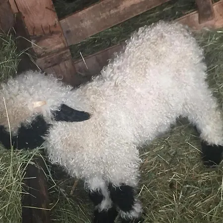 Memory 公寓 采尔马特