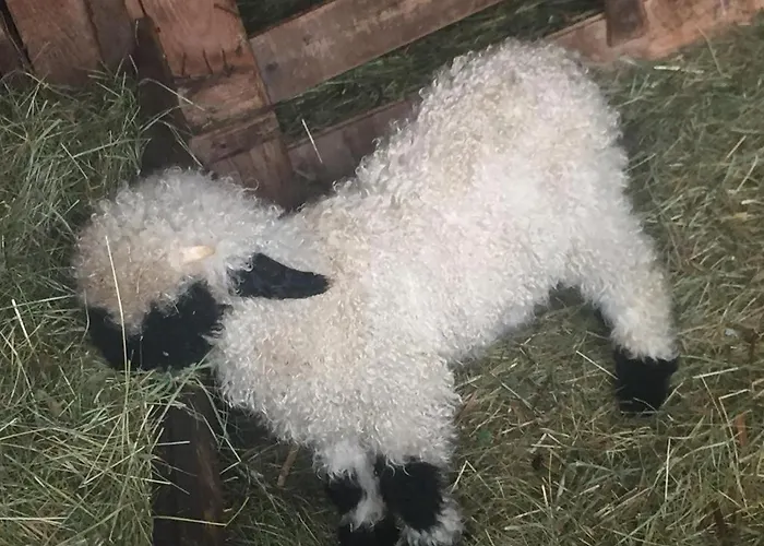 Memory Appartamento Zermatt